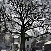 Big Tree