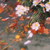 Fall Flowers