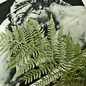 Fern