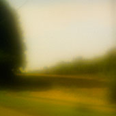 Golden Fields 1