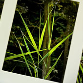 Grass