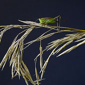 Katydid