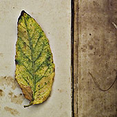 Leaf Cover