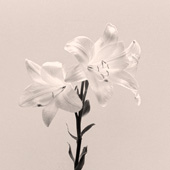 Lilies