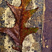 Oak Leaf