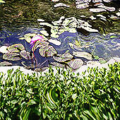 Ponds Green