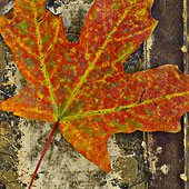 Red Leaf 2