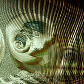 Shells 22