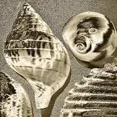 Shells 7