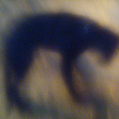 The Dog