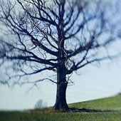 Tree 10