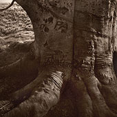 Tree 21