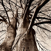 Tree 3