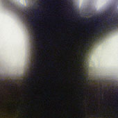 Tree Pittsford