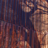 Tree Shadow