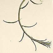 Vine 8