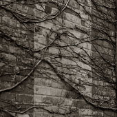 Vines