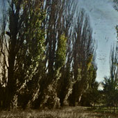 Windbreak